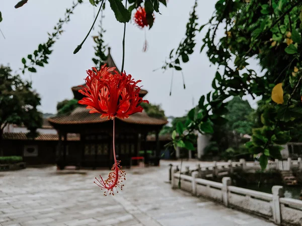 赤いハイビスカスの花のクローズアップ — ストック写真