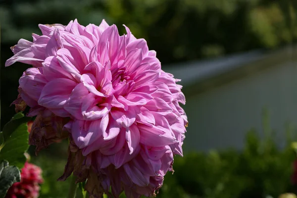 美しいピンクのダリアの花の選択的な焦点 — ストック写真