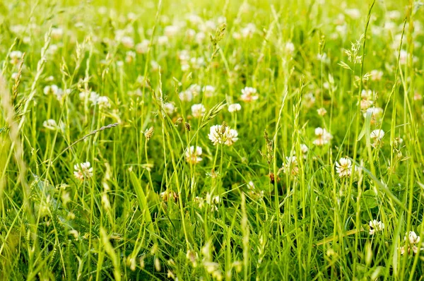 Primer Plano Campo Hierba Verde Con Flores Silvestres Blancas —  Fotos de Stock