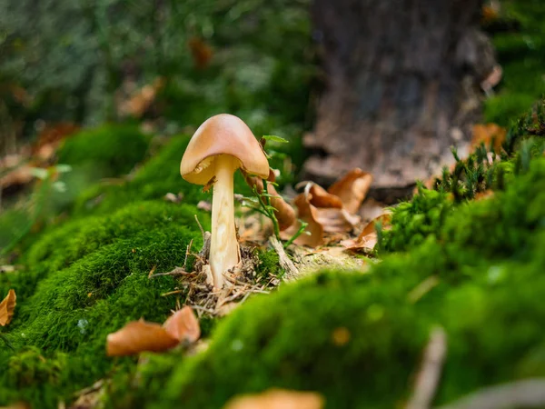 森林里野生蘑菇的特写镜头 — 图库照片
