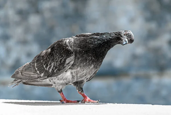 Closeup Pigeon Standing Wall Outdoors Daylight —  Fotos de Stock