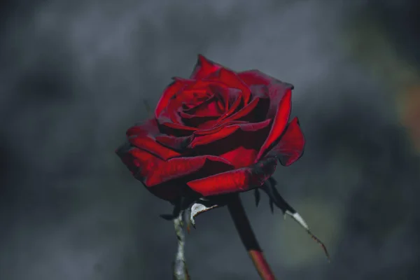 Вибірковий Фокусний Знімок Червоної Троянди Саду — стокове фото
