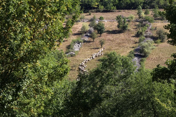 Ένα Κοπάδι Πρόβατα Στο Χωράφι Που Περιβάλλεται Από Δέντρα Και — Φωτογραφία Αρχείου