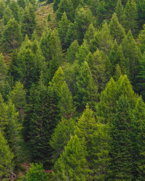 Orman Ağaçlarının Dikey Güzel Bir Görüntüsü — Stok fotoğraf