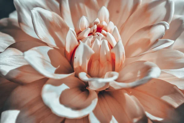 Крупный План Красивого Белого Цветка Георгины — стоковое фото