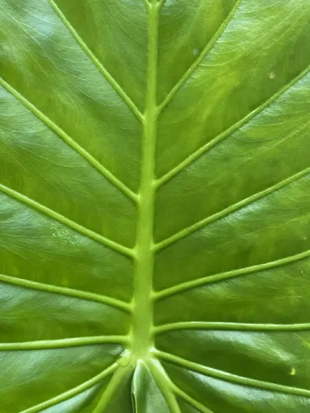 Vertical Closeup Shot Vibrant Green Leaf Texture — Stock Photo, Image