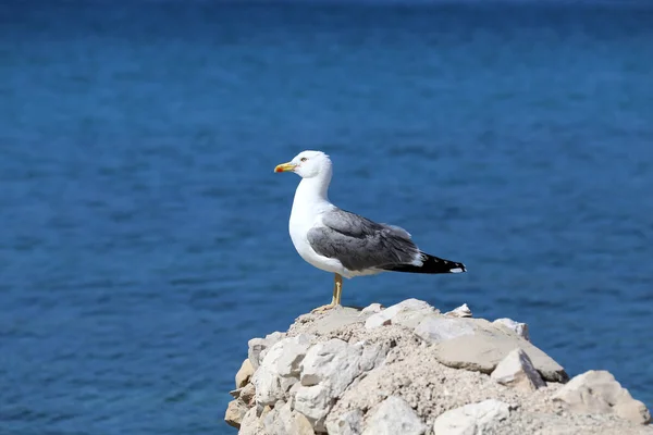 Tiro Seletivo Foco Uma Gaivota Mar Senta Rochas Perto Costa — Fotografia de Stock