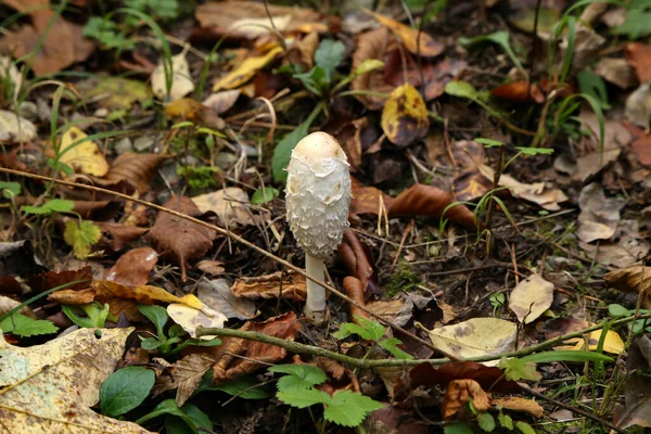 Primer Plano Hongo Melena Peluda Creciendo Suelo Bosque — Foto de Stock