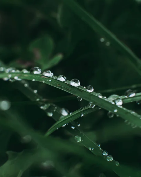 Colpo Verticale Foglie Verdi Con Gocce Acqua — Foto Stock