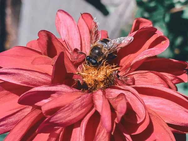 ピンクの花から蜜を集める蜂のクローズアップ — ストック写真