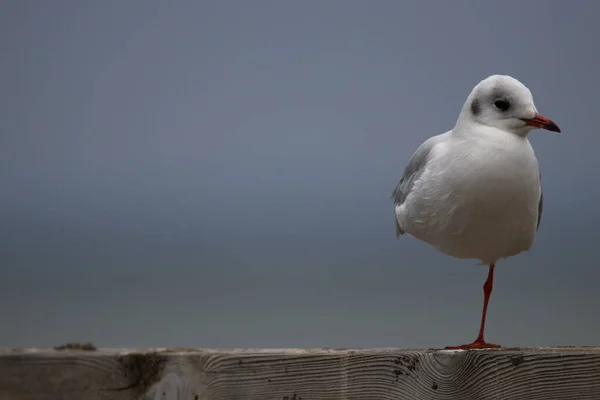 Gros Plan Une Mouette Hartlaub Une Patte Perchée Sur Une — Photo