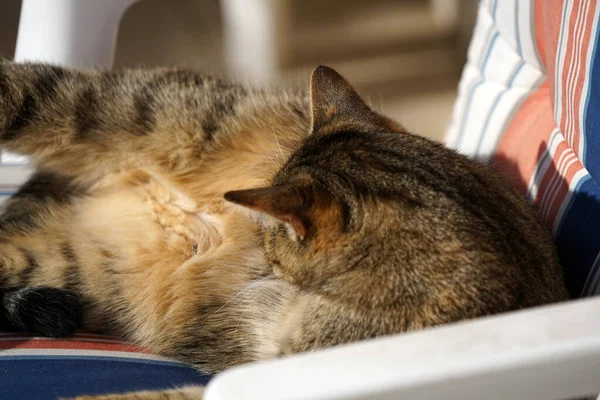 Primer Plano Lindo Gato Rayas Acostado Una Silla Lamiéndose Bajo —  Fotos de Stock