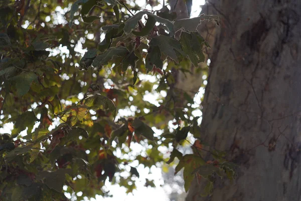 Vieux Tronc Arbre Feuillu Avec Des Feuilles — Photo