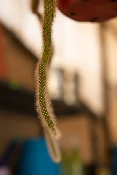 Vertikální Záběr Kaktusu Visícího Rozmazaném Pozadí — Stock fotografie