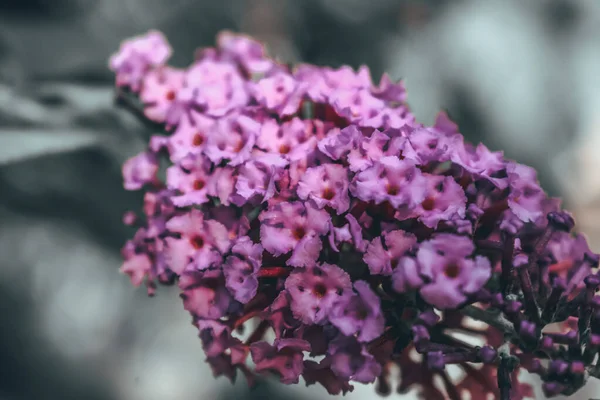 Μια Επιλεκτική Φωτογραφία Βιολετί Λουλούδια Της Verbena Bonariensis — Φωτογραφία Αρχείου