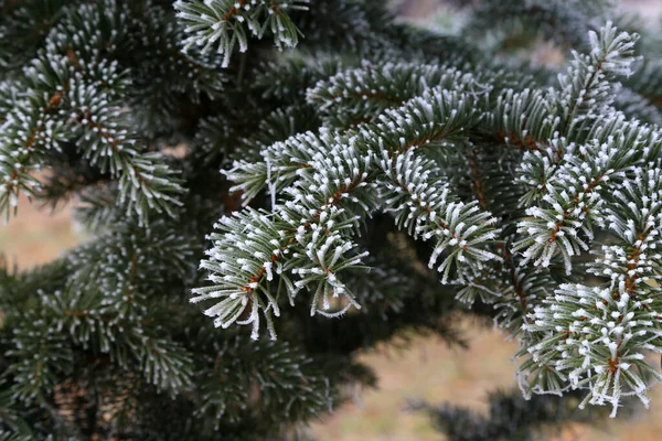 Een Close Opname Van Takken Een Pijnboom — Stockfoto