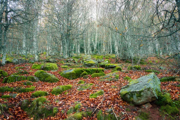 森の中の植物や紅葉のクローズアップ — ストック写真