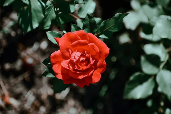 Tiro Seletivo Foco Rosa Vermelha Jardim — Fotografia de Stock