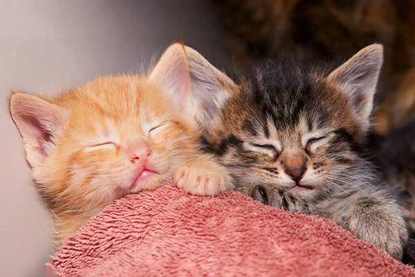 Eine Nahaufnahme Von Zwei Entzückenden Gestromten Kätzchen Die Unter Einer — Stockfoto