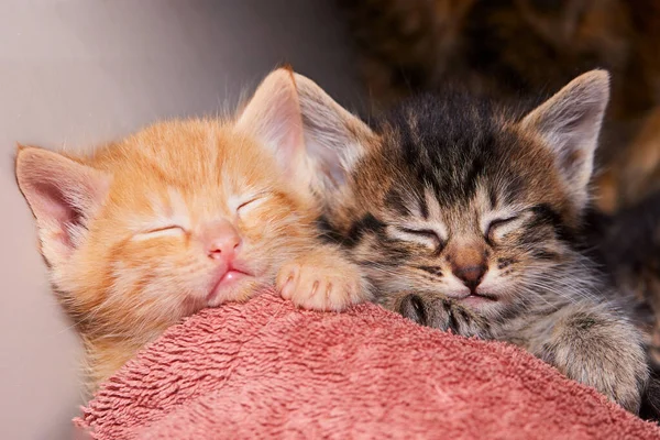 Gros Plan Deux Adorables Chatons Tabby Dormant Sous Une Couverture — Photo