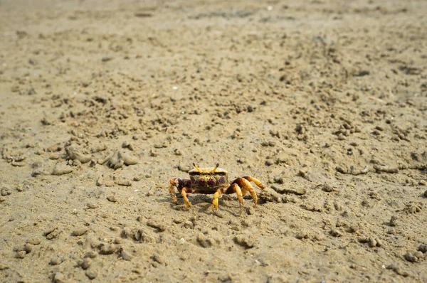 Roztomilý Krab Kráčející Písku Pláži — Stock fotografie