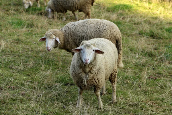 Flock Vita Får Betar Inhägnad Betesmark — Stockfoto