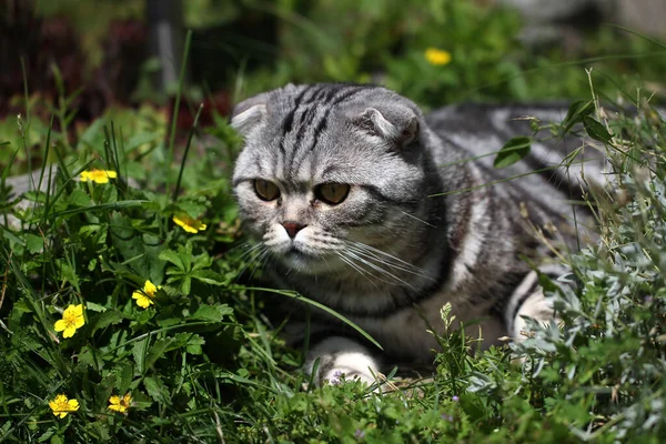 Adorável Gato Escocês Escondido Atrás Das Plantas Jardim — Fotografia de Stock