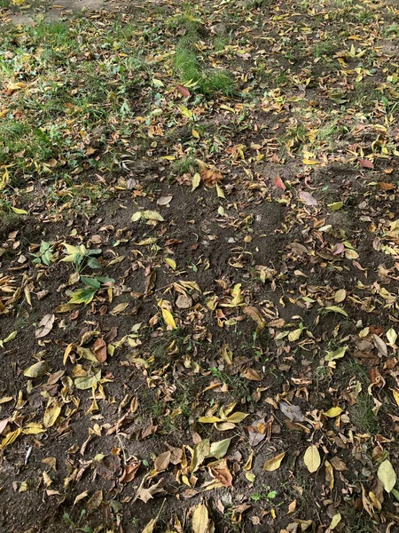 Vertical Shot Autumn Dry Leaf Foliage Fallen Wet Earth Background — Stock Photo, Image