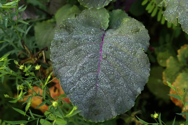 Primer Plano Planta Verde Cubierta Rocío Mañana — Foto de Stock