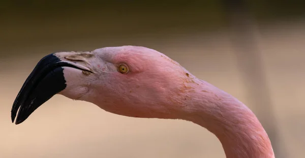 Vista Pescoço Cabeça Flamingo Nome Científico Phoenicopteridae Isolado Fundo Borrado — Fotografia de Stock