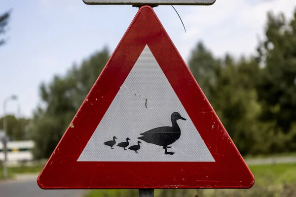 Aadorp Nederland Sep 2020 Driehoekig Verkeersbord Waarschuwing Voor Eenden Eenden — Stockfoto