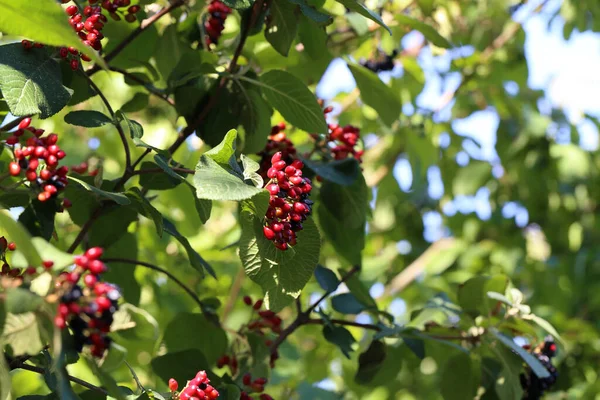 Sureau Mûrit Sur Les Branches Buisson — Photo