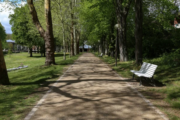 Tiro Close Caminho Parque Fileiras Árvores — Fotografia de Stock