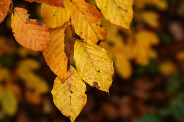 Selektywne Skupienie Złotych Liści Jesienią — Zdjęcie stockowe