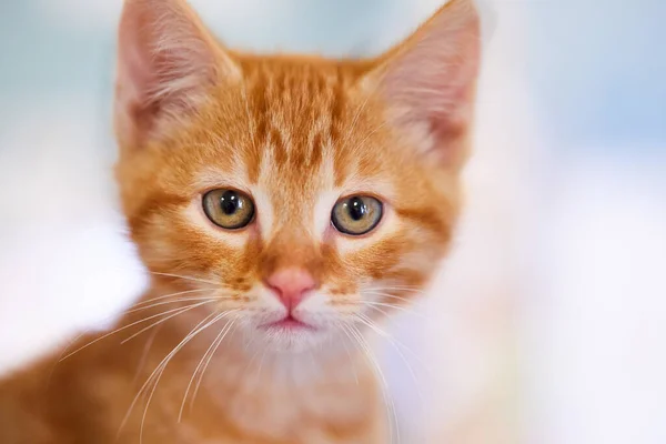 Close Gatinho Adorável Tabby Frente Fundo Branco — Fotografia de Stock