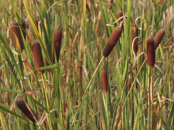 Ένα Κοντινό Πλάνο Του Πεδίου Typha Angustifolia — Φωτογραφία Αρχείου