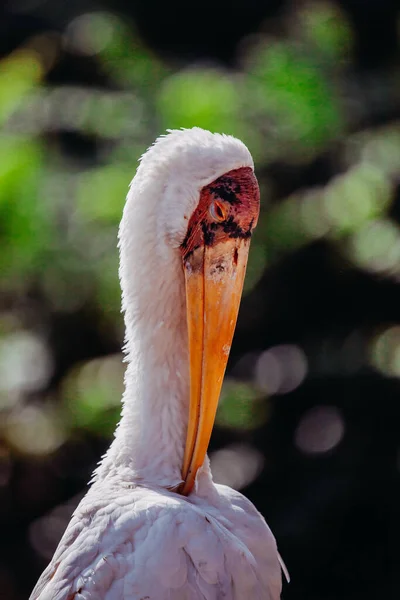 一只鹤的垂直镜头 — 图库照片