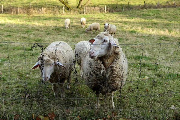 Eine Nahaufnahme Von Schafen Auf Einem Feld — Stockfoto