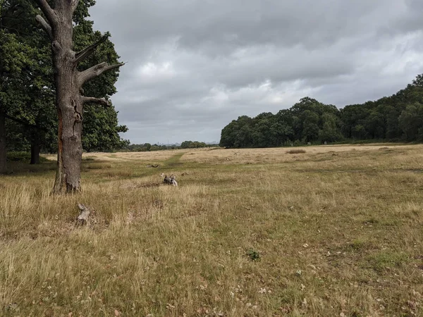 Paisagem Gramada Longa Cercada Por Árvores Sob Céu Nublado — Fotografia de Stock