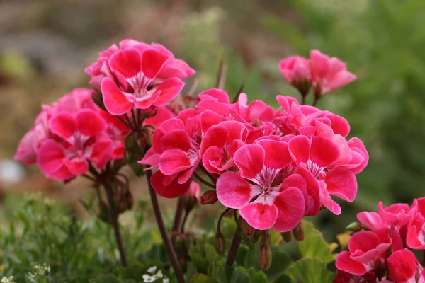 Een Close Shot Van Bloeiende Helder Roze Geranium Bloemen — Stockfoto