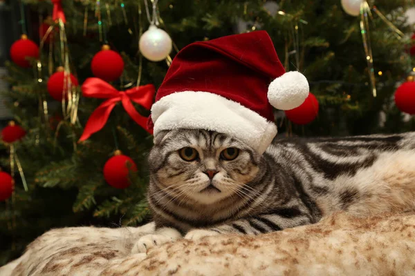 Een Close Shot Van Een Gestreepte Kat Met Een Kerstmuts — Stockfoto