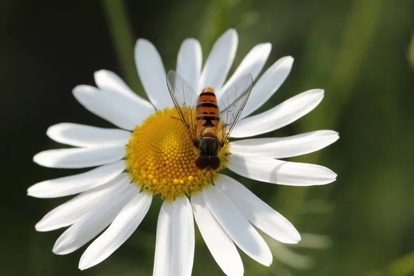 Primer Plano Una Abeja Una Margarita Campo Bajo Luz Del — Foto de Stock