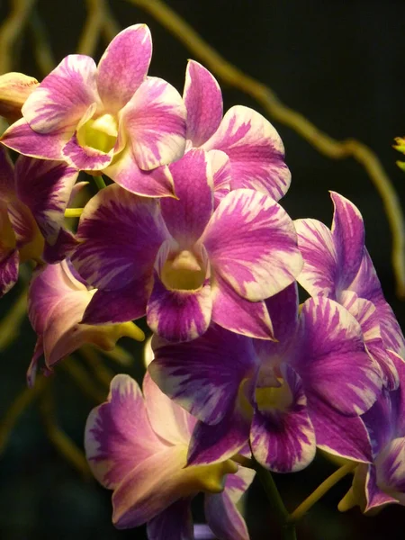 Eine Vertikale Aufnahme Der Purpurroten Phalaenopsis Orchidee — Stockfoto