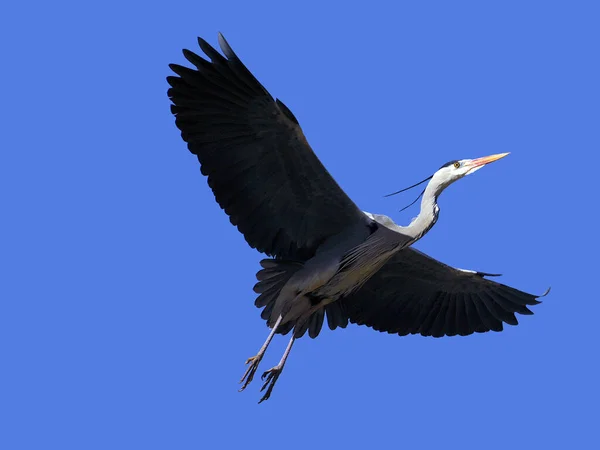 Eine Nahaufnahme Eines Fliegenden Graureihers Auf Dem Blauen Himmel Hintergrund — Stockfoto