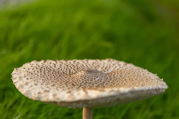 Pancake shaped mature flat cap of the Macrolepiota procera or Large Parasol Mushroom seen from above and aside