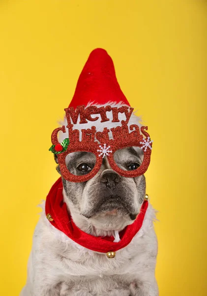 Vertical Shot French Bulldog Red Glasses Christmas Hat Red Collar — Stock Photo, Image