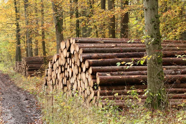 Montón Troncos Árboles Recién Cortados Bosque — Foto de Stock