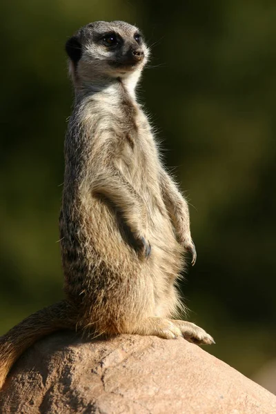 Adorable Poilu Meerkat Debout Sur Rocher — Photo