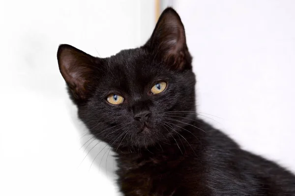 Enfoque Selectivo Adorable Gatito Negro Con Ojos Brillantes Frente Fondo — Foto de Stock