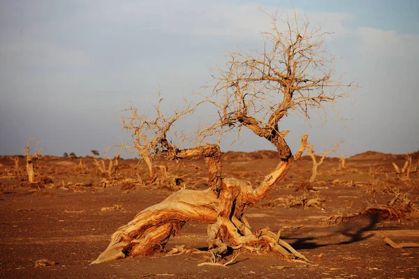 Dead Trees Desert Xinjiang China — 스톡 사진